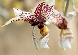 Rare Orchid Species Drucke: Orchid (Stanhopea Moolands Magic )