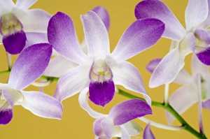 Unique Plant Species Drucke: Orchids