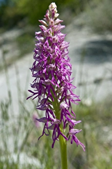 Biodiversity Conservation Efforts Drucke: Orchis bivonae
