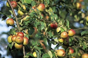 Organic Apples Drucke: Organic apples on their tree