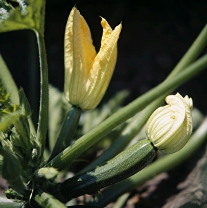 Organic Farming Methods Drucke: Organic courgettes