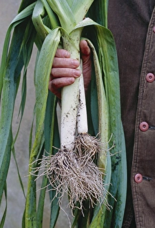 Organic Vegetables Drucke: Organic leeks