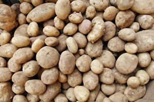 Organic Farming Methods Drucke: Organic potatoes