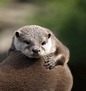Aonyx Cinerea Drucke: Oriental small-clawed otter