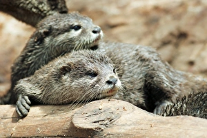 Indonesian Wildlife Drucke: Oriental small-clawed otters