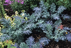 Ornamental Cabbage Drucke: Ornamental cabbage