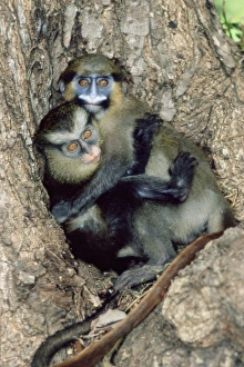 African Primate Conservation Drucke: Orphaned guenons