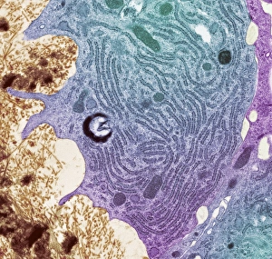 Knochenzähner (TEM)