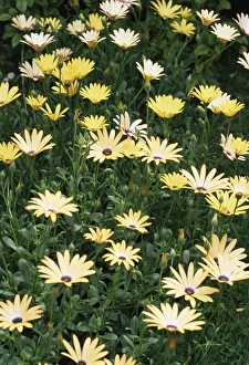 African Daisy Drucke: Osteospermum Orange Symphony