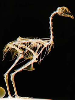 Drucke von Knochen des Ochsen. Farbiger Röntgenbild eines Ochsens (Struthio camelus). Diese Vogelart stammt aus Afrika und ist die größte Vogelspezies Bilder Datiert 2007 März: Austernschädel