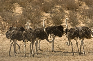 African Savannah Birds Drucke: Ostriches