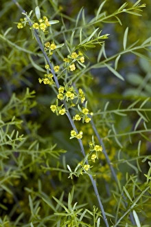 Mediterranean Botanicals Drucke: Osyris alba