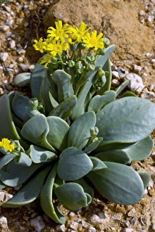 Namaqualand Flowers Drucke: Othonna intermedia