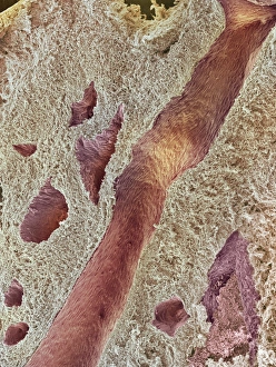 Human Body Biology Drucke: Ovarian tissue, SEM