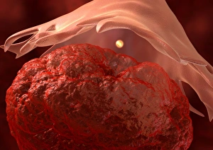 Human Body Biology Drucke: Ovulation, artwork