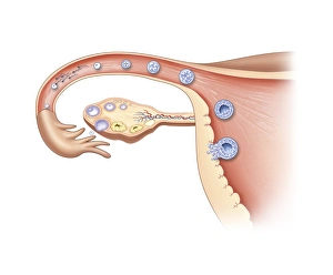 Bilder Datiert 8. November 2012: Ovulation und Befruchtungskunst