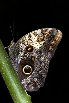 Central America Butterflies Drucke: Owl butterfly