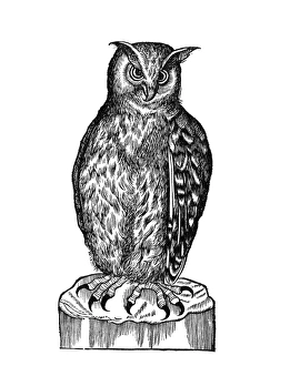 Drucke von Eule, historisches Kunstwerk aus dem 16. Jahrhundert. Holzstechung eines großen Eulenvogels (Bubo virginianus) Bilder Datiert 2011 November: Eule, historisches Kunstwerk