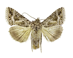 Moth Species Drucke: Owlet moth C016 / 2296