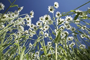 Daisies In Bloom Drucke: Ox-eye daisies