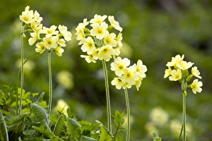 Primula Elatior Drucke: Oxlips (Primula elatior)