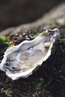 Drucke von Meerschnecke. Die Hälfte einer europäischen Meerschnecke (Ostrea edulis), die für ihre Fleischhaltigkeit gezüchtet wird Bilder Datiert 2004 August: Oyster