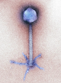 TEM Micrograph Drucke: P1 bacteriophage, TEM