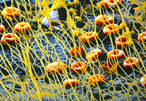 Nerve Cell Structure Drucke: p2600049