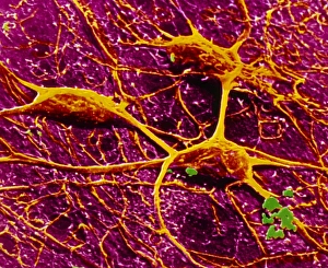 Neuron Communication Drucke: p3600052