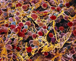Erythrocyte Structure Drucke: p7600014