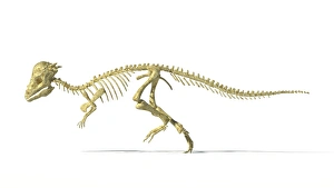 Late Cretaceous Period Animals Drucke: Pachycephalosaurus skeleton, artwork