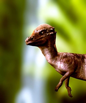 Late Cretaceous Period Dinosaurs Drucke: Pachyosaurus dinosaur