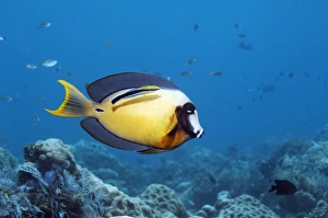 Bluestreak Cleaner Wrasse Drucke: Pacific mimic surgeonfish
