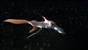 Drucke von Der Pazifik-Schreckwels (Rhinochimaera pacifica), Computerkunstwerk. Dies ist ein Tiefsee-Chimäre, eine Verwandte der Haie Bilder Datiert 2006 März: Pazifischer Räucherfisch