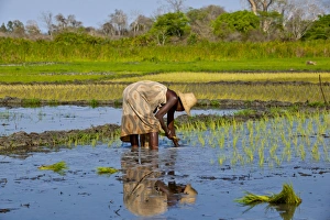 Avenue Of The Baobabs Drucke: Paddy field, Madagascar