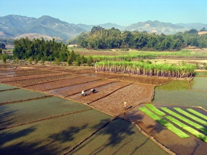 Rice Cultivation Process Drucke: Paddy fields