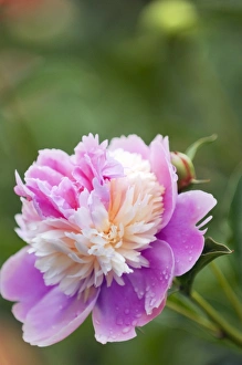 Peony Flowers Drucke: Paeonia lactiflora Raspberry Sundae