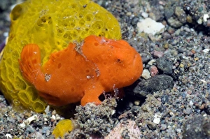 Drucke von Malerei-Froschmacher. Junger Malereifroschmacher (Antennarius pictus). Versteckt sich neben einem Schwammschwamm vor der Kamera. Aufgezeichnet auf dem Rincas Insel im Komodokationalpark in Indonesien Bilder Datiert 2012 Februar: Gefärbter Froschfisch