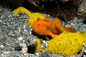Painted Frogfish Drucke: Painted frogfish on sponges