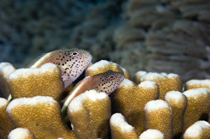 Coral Reef Fauna Drucke: Pair of Forsters hawkfish