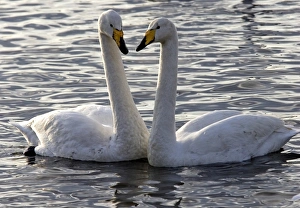 Swans In Nature Drucke: Pair of mute swans