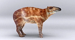 Drucke von Das Paläotherium: Künstlerische Darstellung des ausgestorbenen Saurierpalastes, der zu dieser Gattung gehört Bilder Datiert 2006 Februar: Palaeotherium