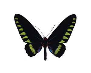 Bilder Datiert 21. Dezember 2012: Südliche Palawanner Schmetterling