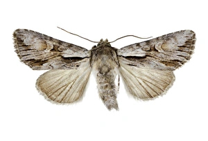 Central European Moths Drucke: Pale-shouldered cloud moth C016 / 2111