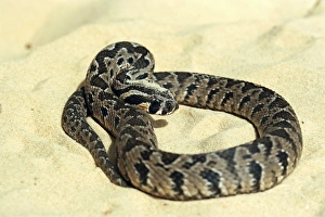 Drucke von Die palästinensische Schlangenartige (Vipera palaestinae) auf Sand. Die palästinensische Schlangenartige ist eine giftige Schlange-Art und wird im Libanon, Jordanien, Palästina und Israel gefunden Bilder Datiert 2009 November: Palästinenser Schlangenbitzer