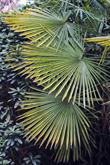 Tropical Plant Leaves Drucke: Palm