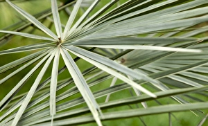 Marrakech Morocco Drucke: Palm leaves