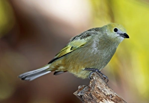 Fruit Eating Birds Drucke: Palm tanager