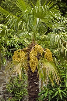 Tropical Plant Species Drucke: Palm tree C017 / 7514