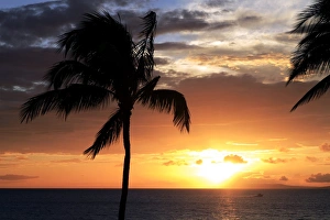 Palm Trees At Sunset Drucke: Palm trees on a beach at sunset